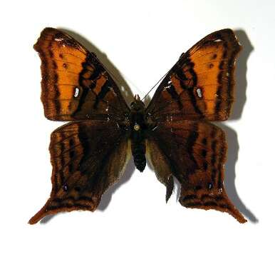 Image of Hypanartia arcaei Salvin 1871