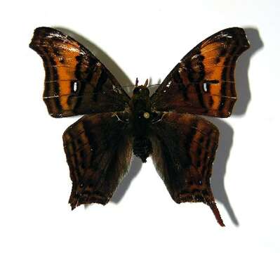 Image of Hypanartia arcaei Salvin 1871