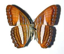 Image of <i>Adelpha cytherea</i>