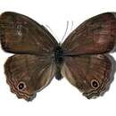 Image of <i>Cissia themis</i> (Butler 1867)