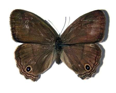 Image of <i>Cissia themis</i> (Butler 1867)