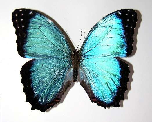 صورة Morpho granadensis Felder 1867