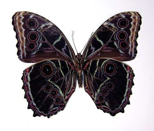 صورة Morpho granadensis Felder 1867