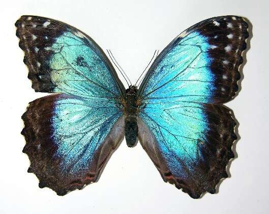 صورة Morpho granadensis Felder 1867