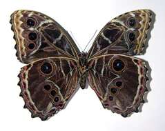 صورة Morpho granadensis Felder 1867