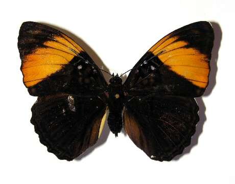 صورة <i>Adelpha melanthe</i>