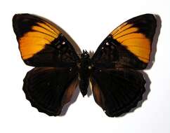 صورة <i>Adelpha melanthe</i>