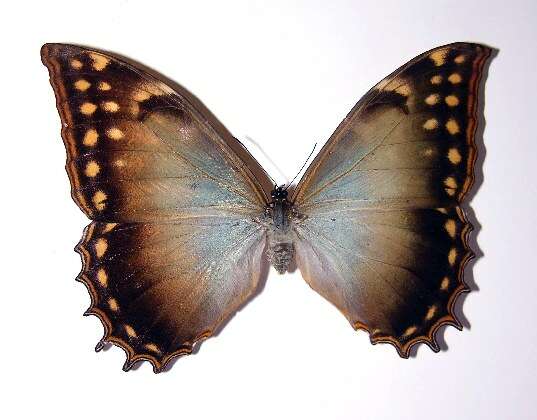 Image of Morpho justitiae Salvin & Godman 1868