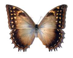 Image of Morpho justitiae Salvin & Godman 1868