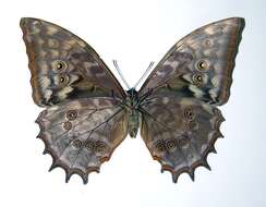 Image of Morpho justitiae Salvin & Godman 1868