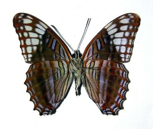 Imagem de <i>Adelpha demialba</i>