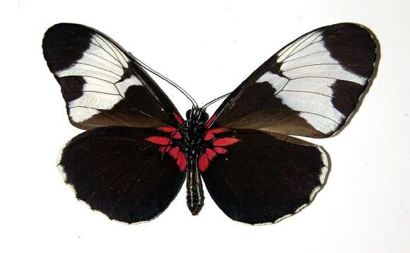 Image of <i>Heliconius leuce</i>