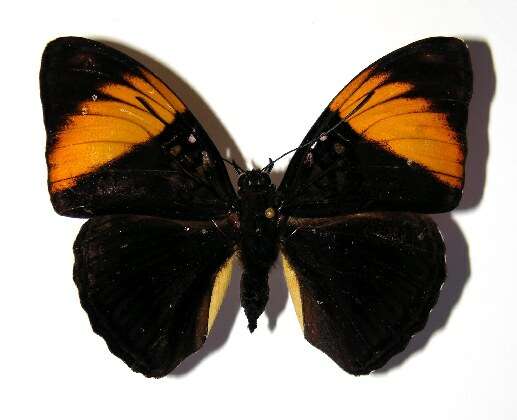 صورة <i>Adelpha melanthe</i>