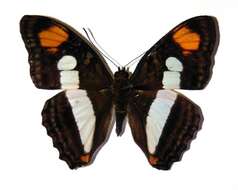 Image of <i>Adelpha aiellae</i>