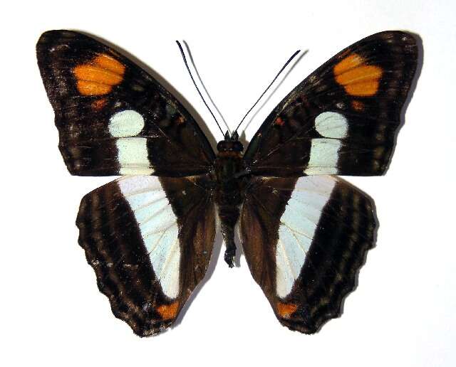 Image of <i>Adelpha aiellae</i>