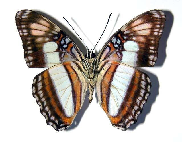 Image of <i>Adelpha aiellae</i>