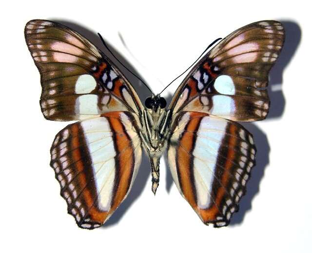 Image of <i>Adelpha aiellae</i>