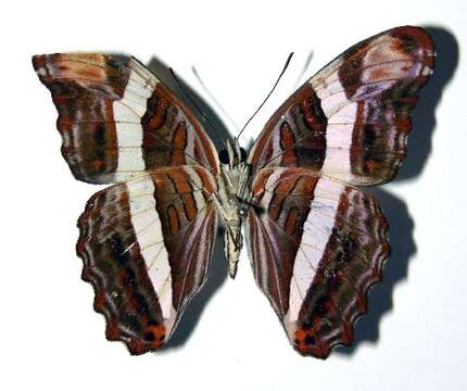 <i>Adelpha fessonia</i>的圖片