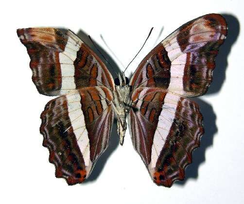 Image of <i>Adelpha fessonia</i>