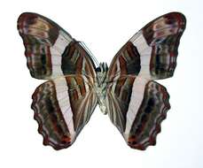 Image of <i>Adelpha fessonia</i>