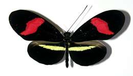 Image of Heliconius petiverana