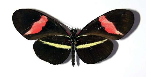 Image of Heliconius petiverana