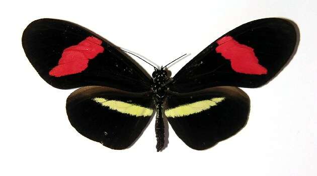 Image of Heliconius petiverana