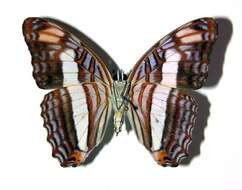 Image of Adelpha