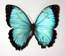 صورة Morpho granadensis Felder 1867