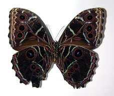 صورة Morpho granadensis Felder 1867