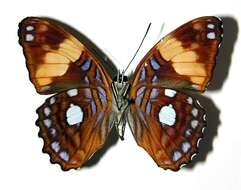 Image of <i>Adelpha leucophthalma</i>