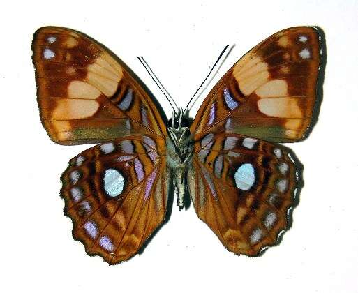 Image of <i>Adelpha leucophthalma</i>