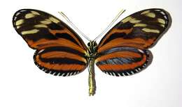 Image of <i>Heliconius telchinia</i>