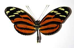 Image of <i>Heliconius telchinia</i>