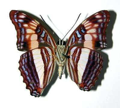 Image of Adelpha pseudaethalia