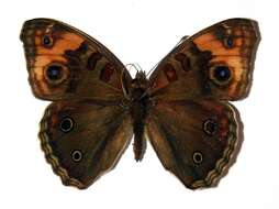 Image of <i>Junonia genoveva</i>