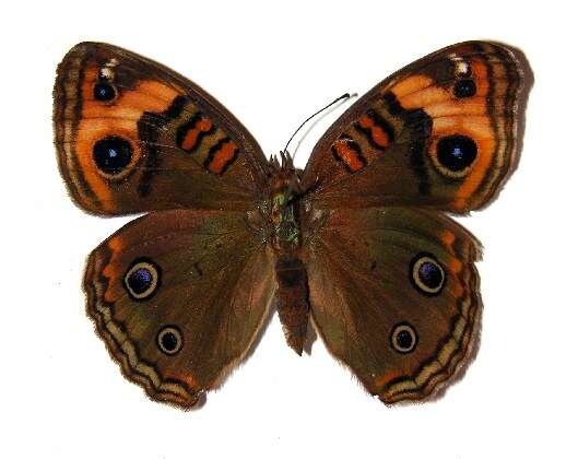 Image de <i>Junonia genoveva</i>