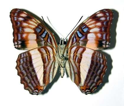 Image of Adelpha pseudaethalia