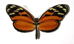 Image of <i>Heliconius telchinia</i>