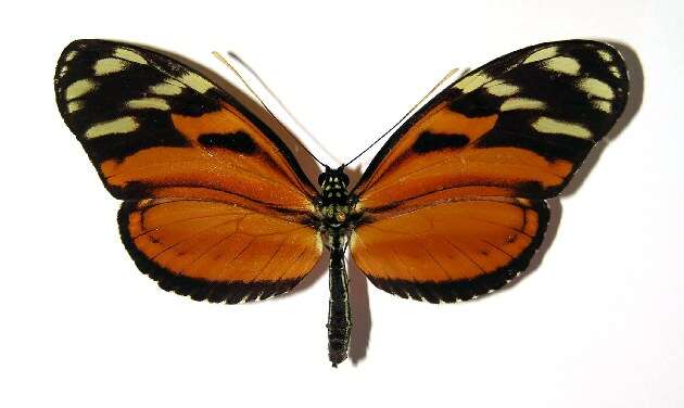 Image of <i>Heliconius telchinia</i>