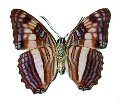 Image of Adelpha pseudaethalia