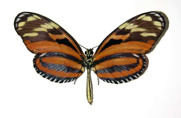 Image of <i>Heliconius telchinia</i>