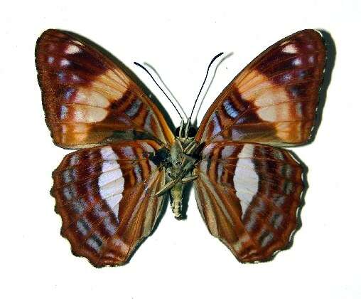 Image of Adelpha