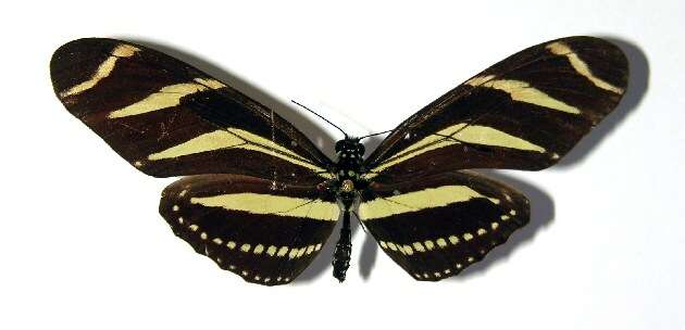 Image of Zebra Longwing