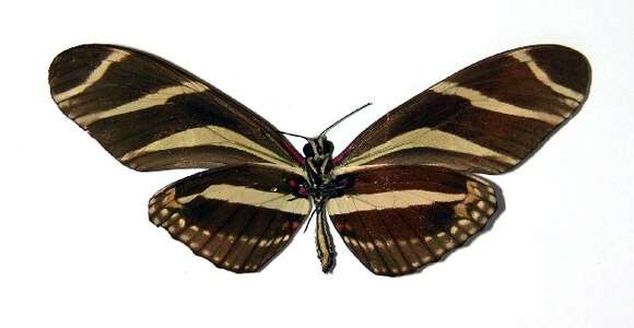 Image of Zebra Longwing