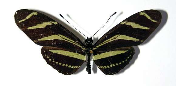 Image of Zebra Longwing