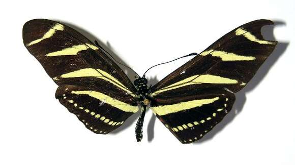 Image of Zebra Longwing