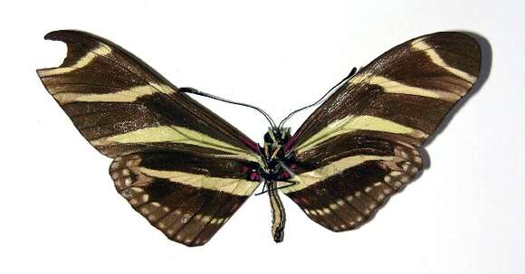 Image of Zebra Longwing