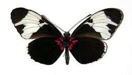 Image of <i>Heliconius leuce</i>