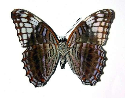 Imagem de <i>Adelpha demialba</i>